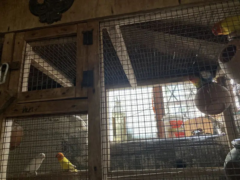 4 pairs red eyes pure and one white is black eyes with cage — photo 2