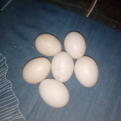 Aseel Eggs