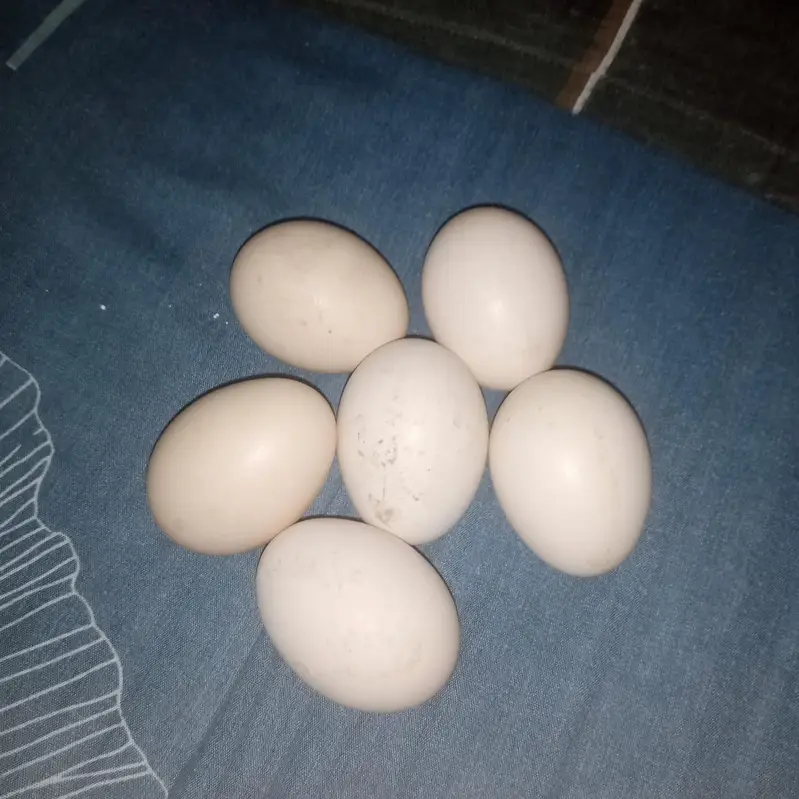 Aseel Eggs
