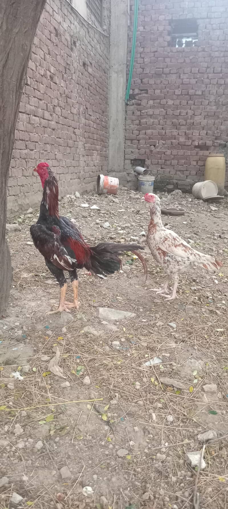 Aseel Eggs 1