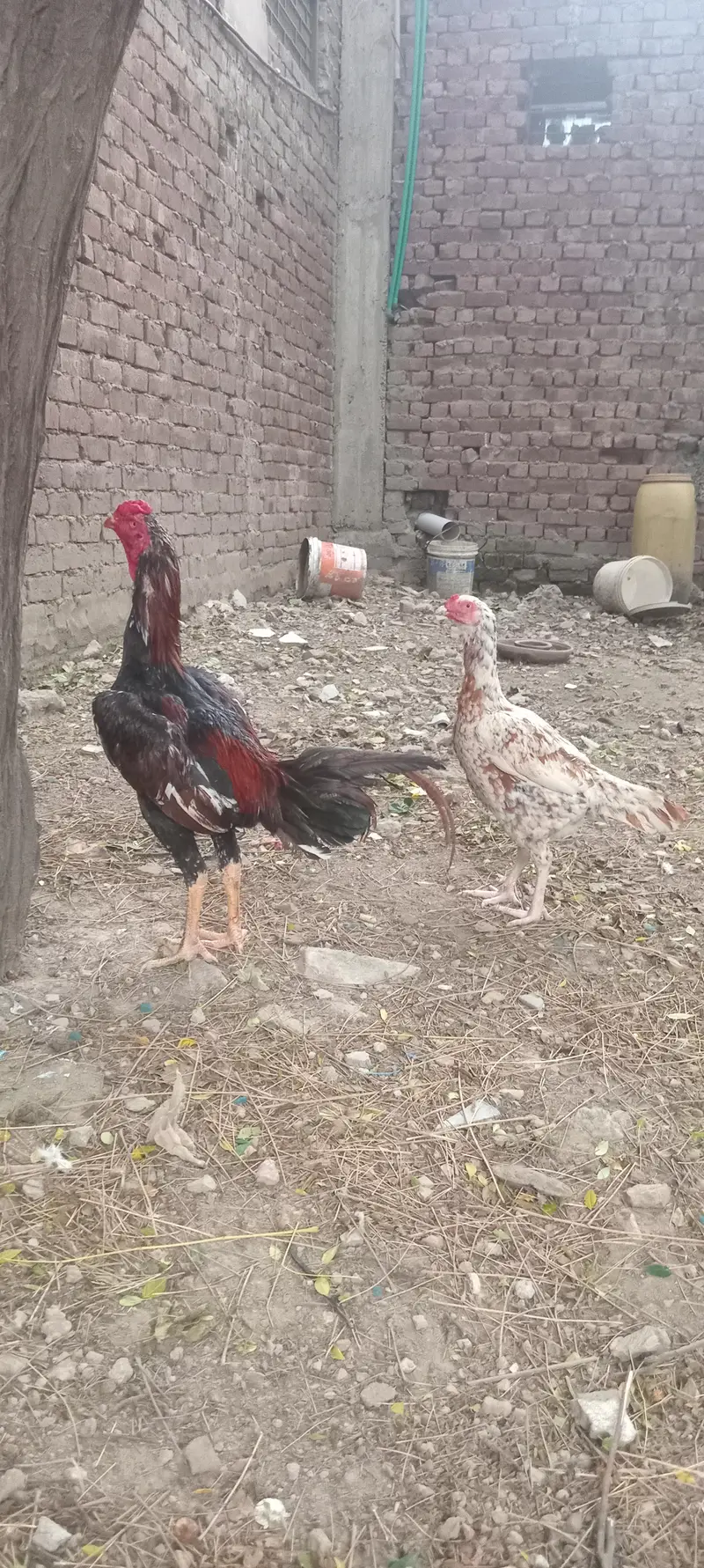 Aseel Eggs — photo 2