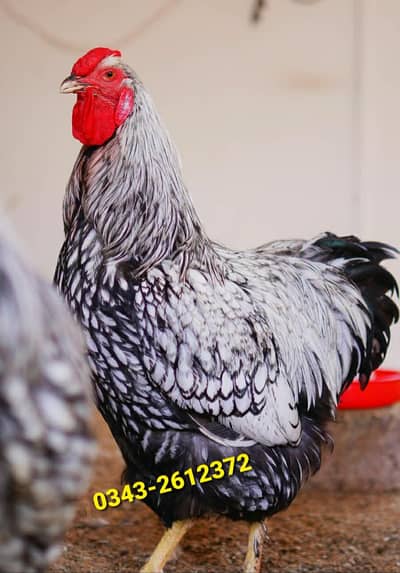 silver laced wyandotte chicks