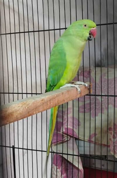 Ringneck female breeder