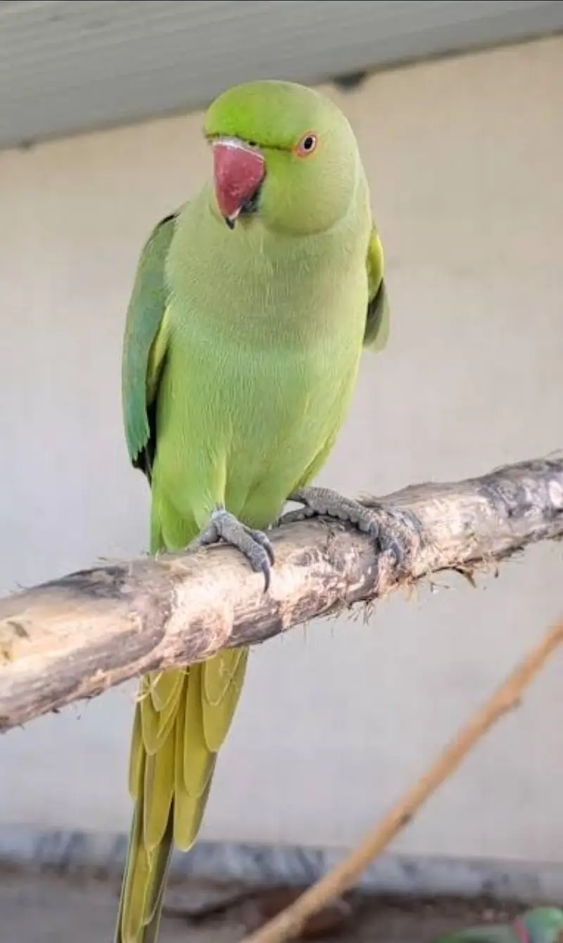 Ringneck female breeder — photo 2