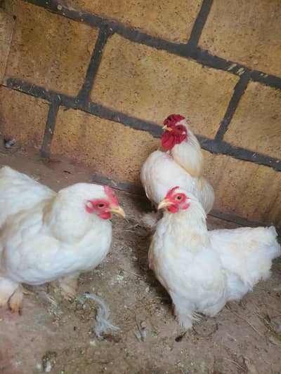 Bantam 1 Male 2 Female Breeder a