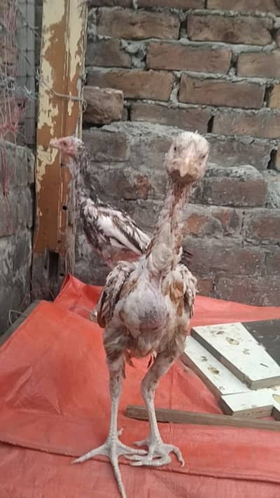 Aseel chicks for sale