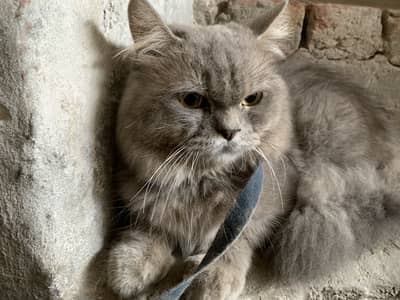 Parison cat gry colour yellow eyes