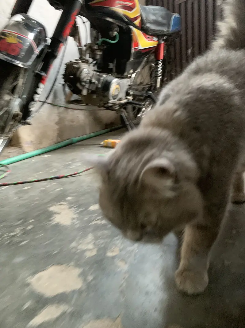 Parison cat gry colour yellow eyes — photo 2