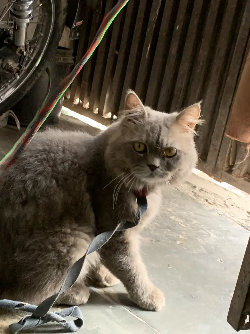 Parison cat gry colour yellow eyes — photo 3