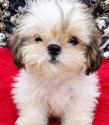 shih tzu puppy female available for sale
