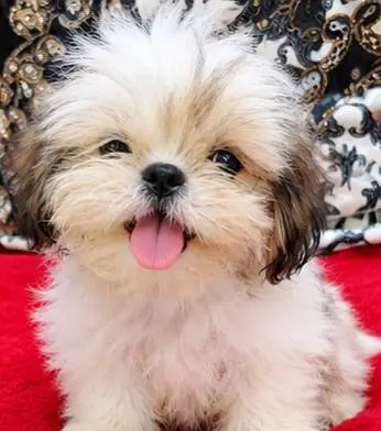 shih tzu puppy female available for sale — photo 2