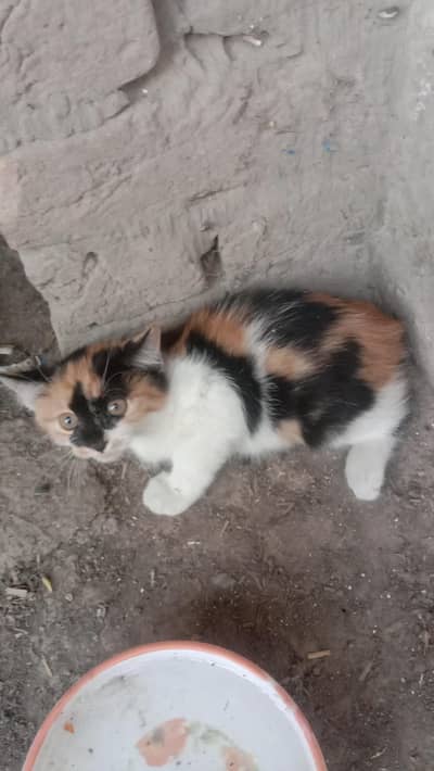 Cute Persian cats . . . three kids . . . for sale