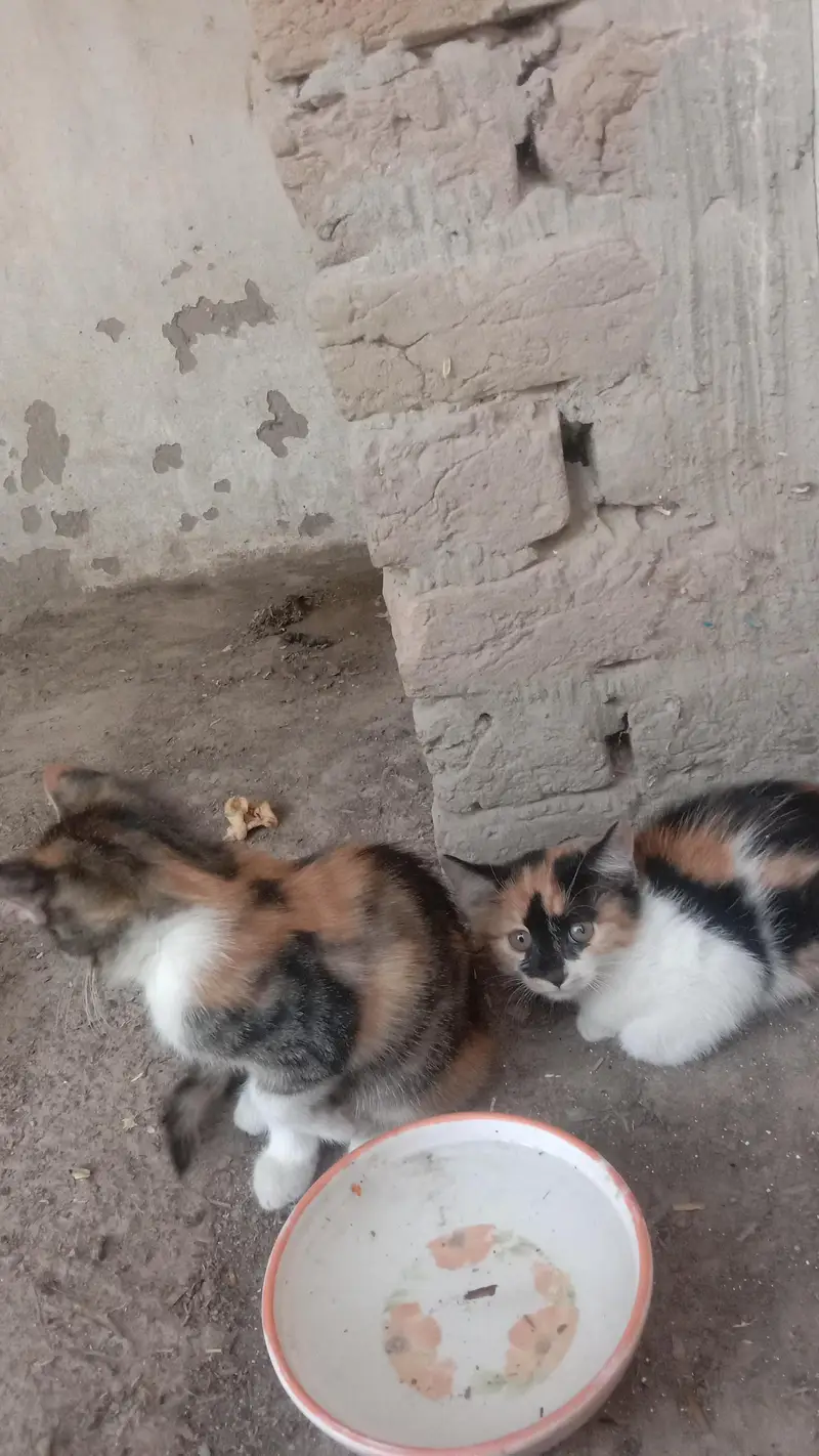Cute Persian cats . . . three kids . . . for sale — photo 2