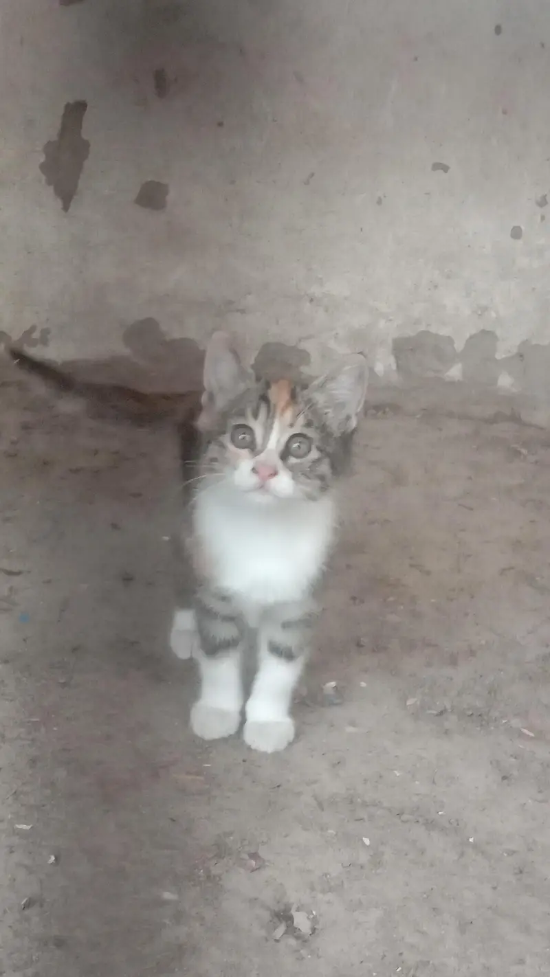 Cute Persian cats . . . three kids . . . for sale — photo 3