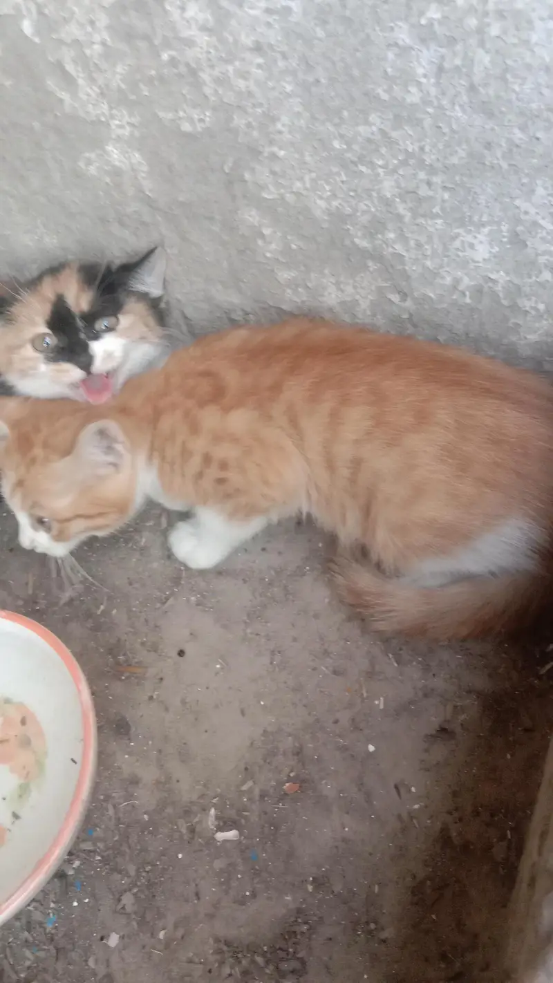 Cute Persian cats . . . three kids . . . for sale — photo 5