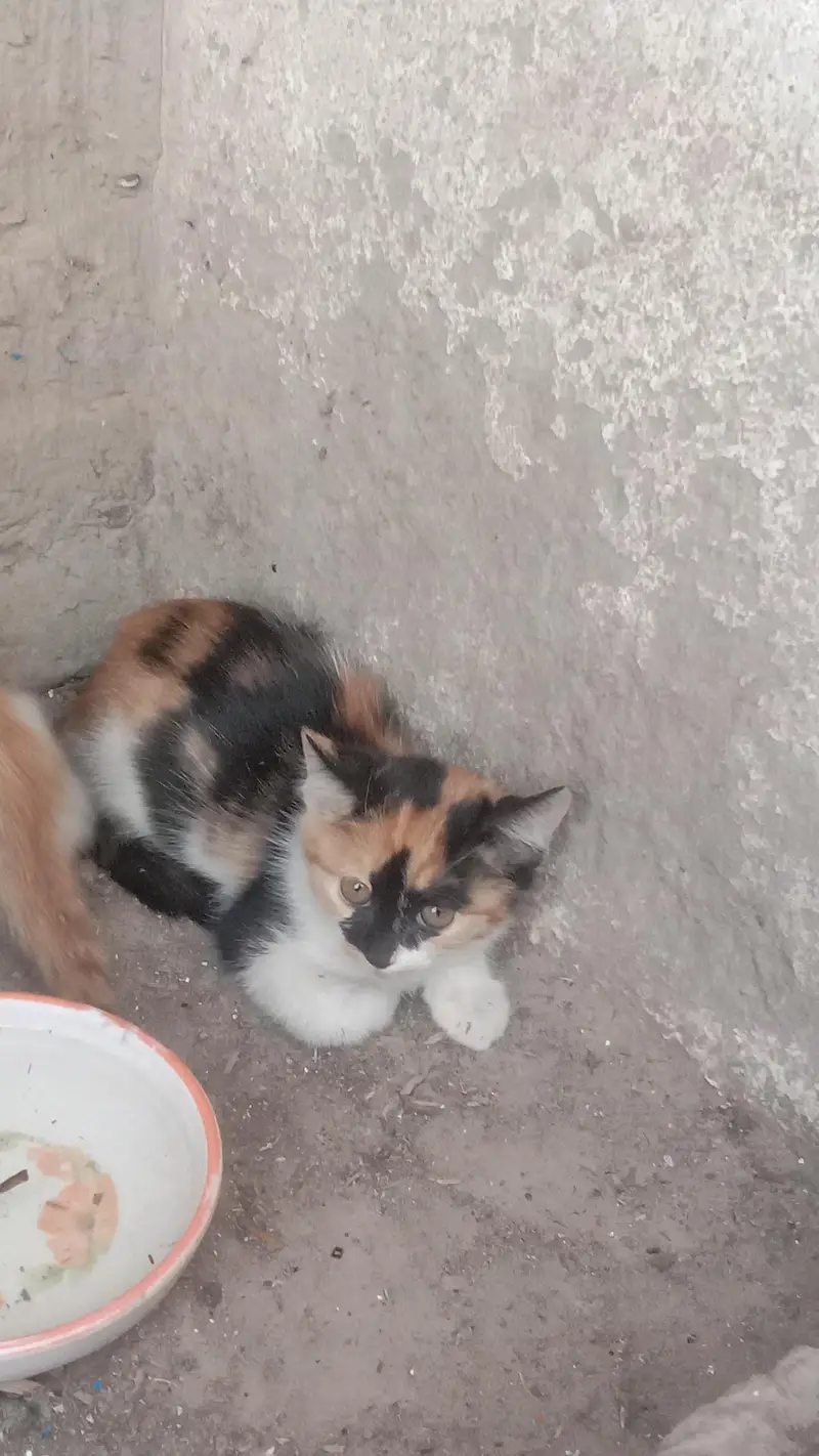 Cute Persian cats . . . three kids . . . for sale — photo 6