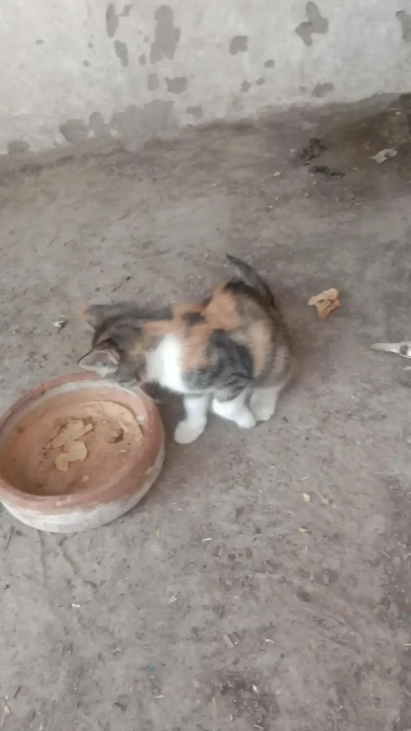 Cute Persian cats . . . three kids . . . for sale — photo 7