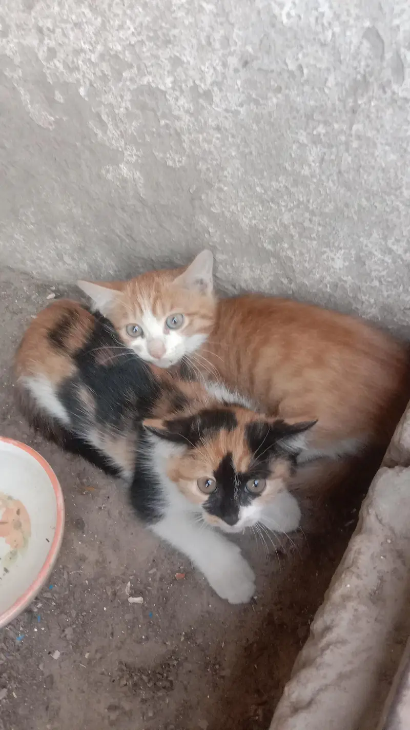 Cute Persian cats . . . three kids . . . for sale — photo 8