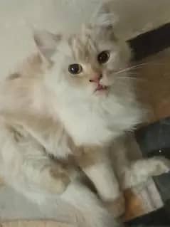 Persian Cat with  kittens With 5 kittens
