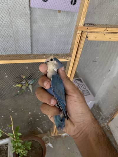 LoveBirds Fancy Pigeon