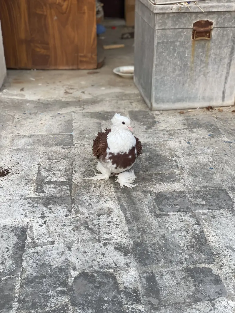 LoveBirds Fancy Pigeon — photo 2