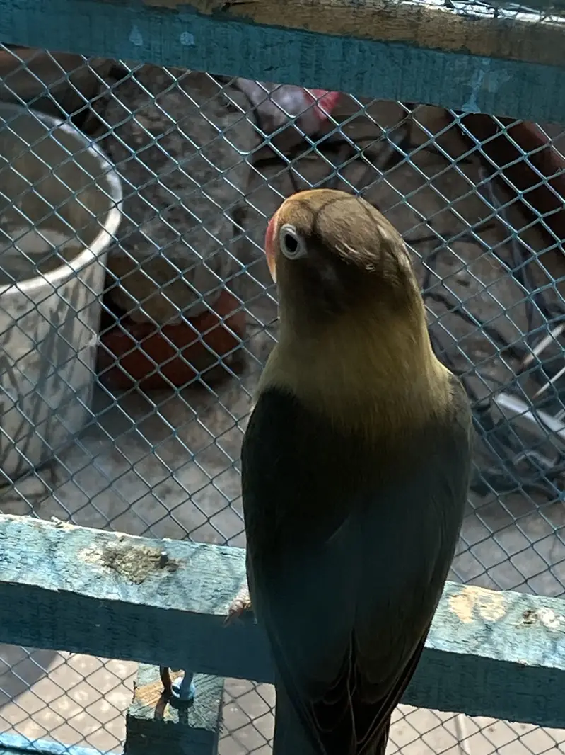 LoveBirds Fancy Pigeon — photo 3