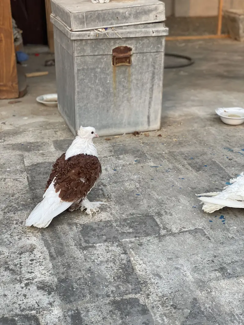 LoveBirds Fancy Pigeon — photo 4