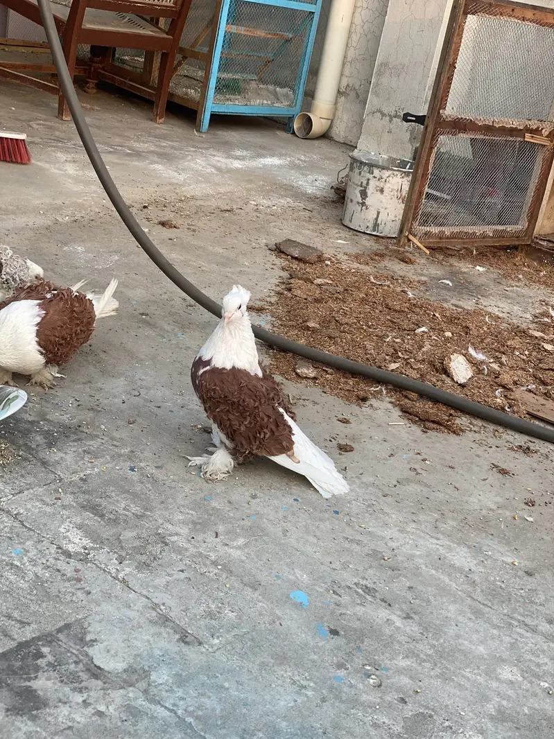 LoveBirds Fancy Pigeon — photo 5