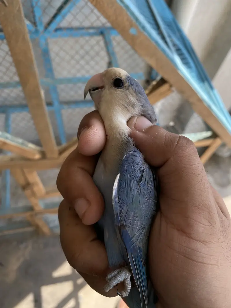 LoveBirds Fancy Pigeon — photo 6