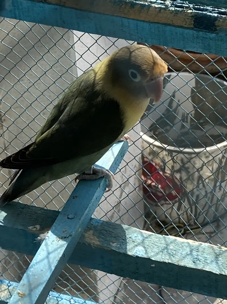 LoveBirds Fancy Pigeon — photo 7