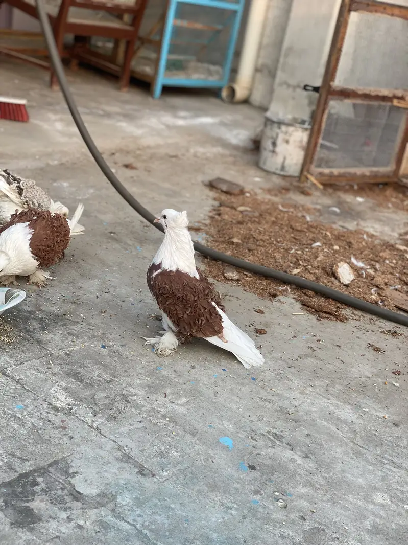 LoveBirds Fancy Pigeon — photo 8