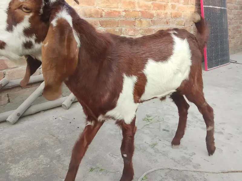 Bakra for sale — photo 2