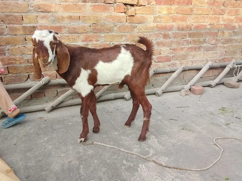 Bakra for sale — photo 3