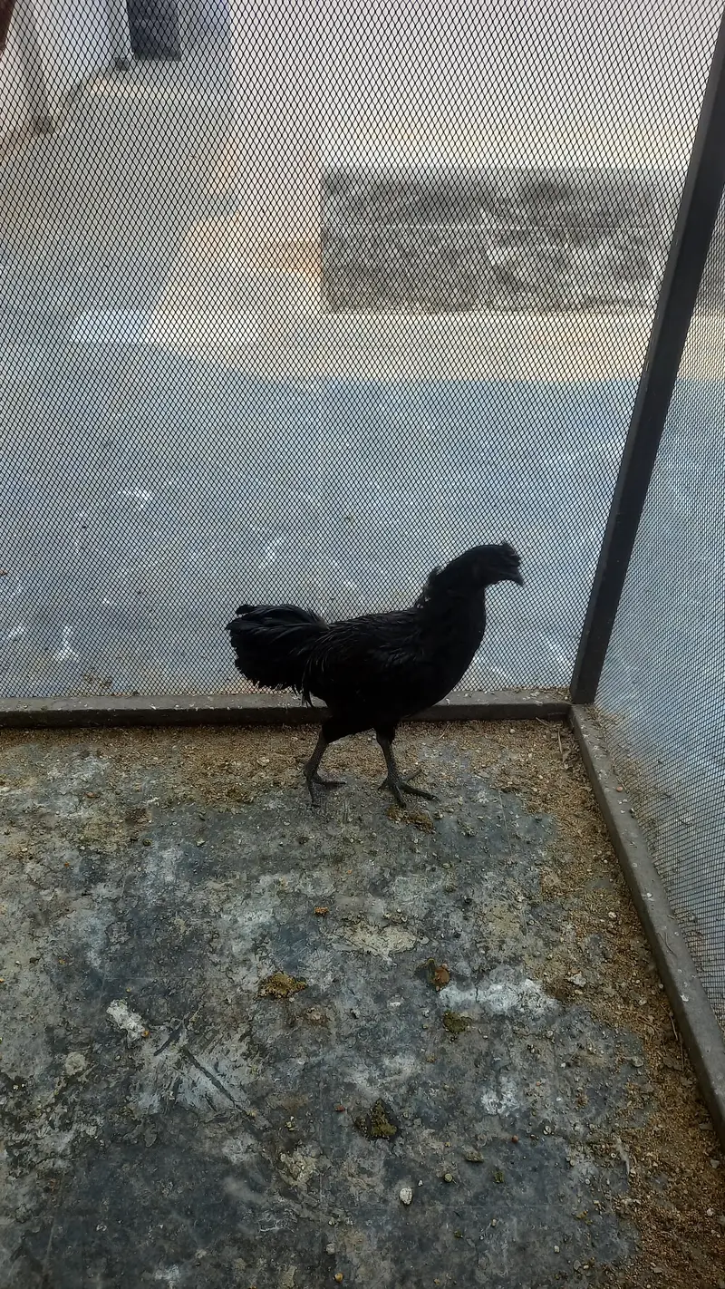 one female — photo 4