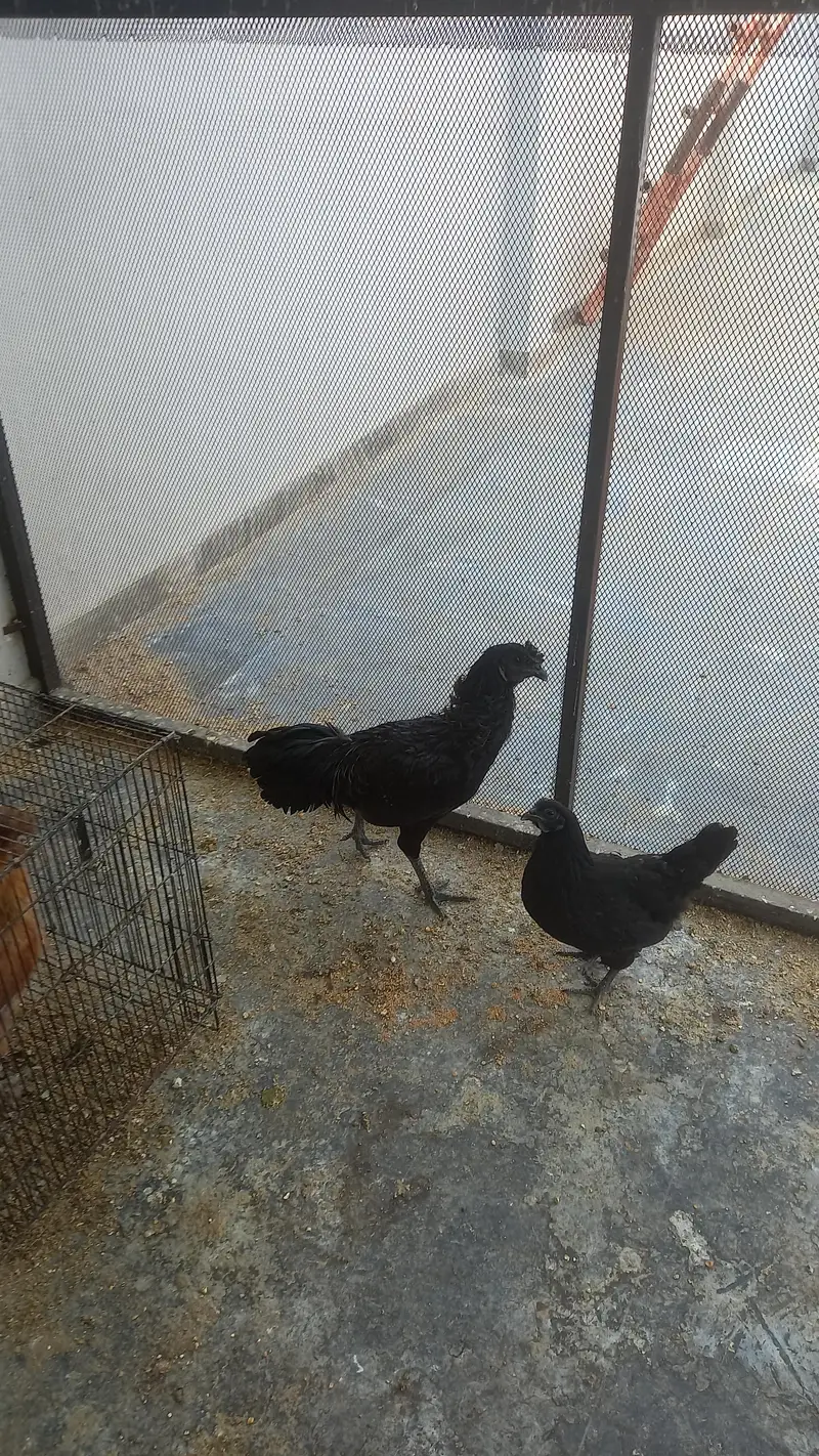 one female — photo 5