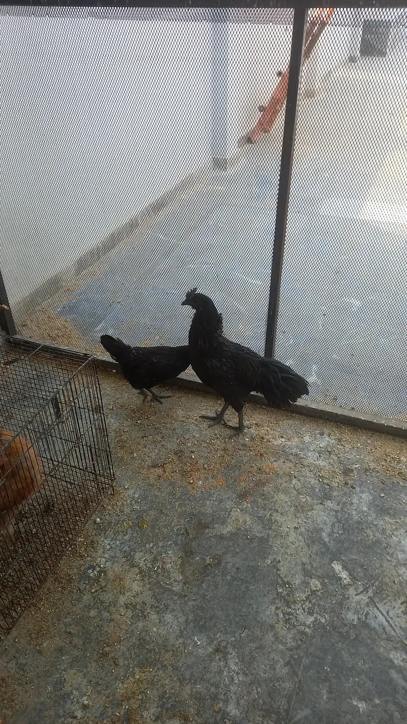 one female — photo 6