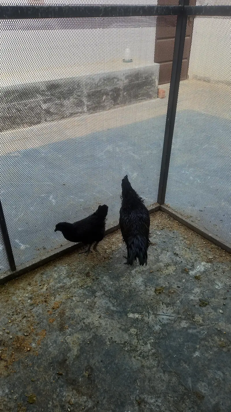 one female — photo 7