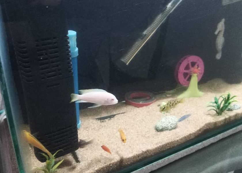 malavi Chiclids 0