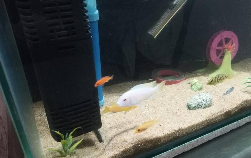 malavi Chiclids 1