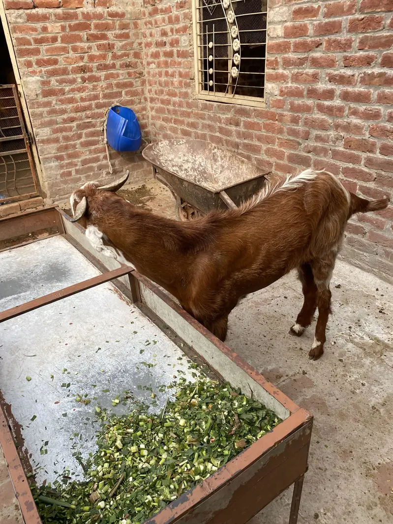Bakra2027Madal — photo 6