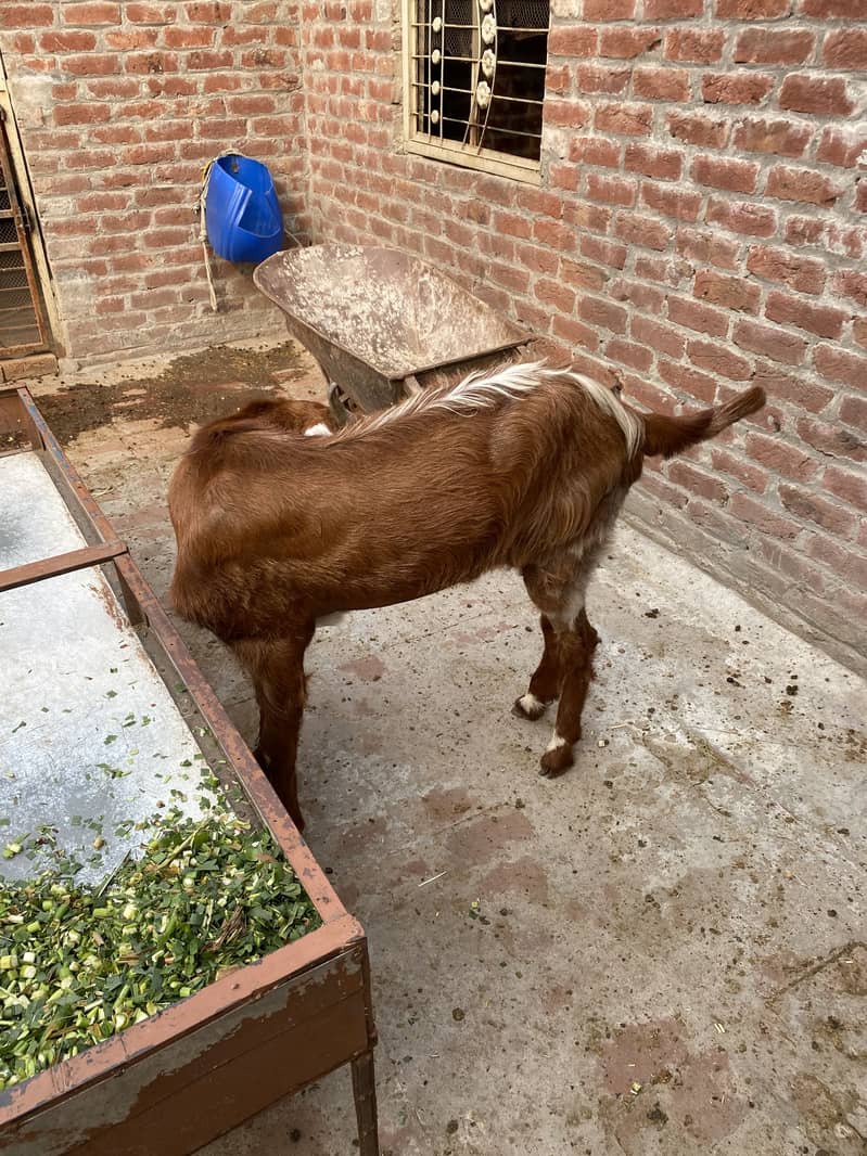 Bakra2027Madal 6