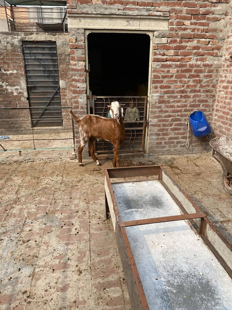 Bakra2027Madal 7