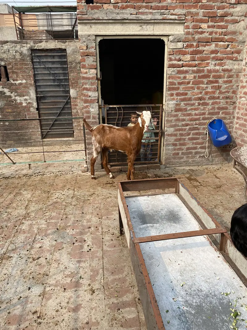 Bakra2027Madal — photo 9