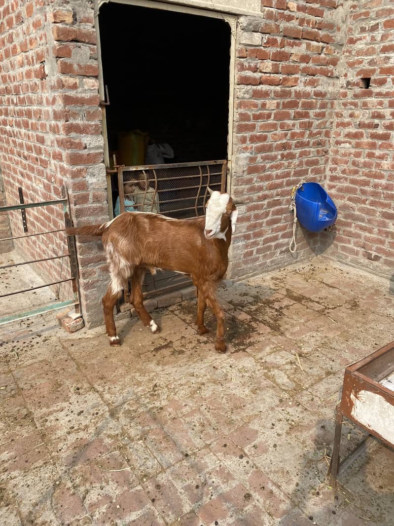 Bakra2027Madal 9