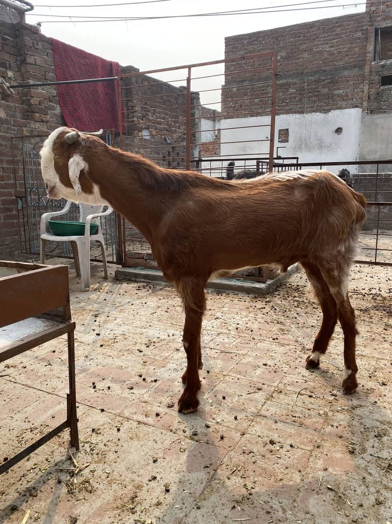 Bakra2027Madal 10