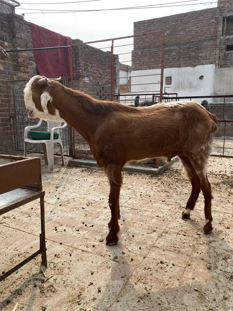 Bakra2027Madal — photo 11
