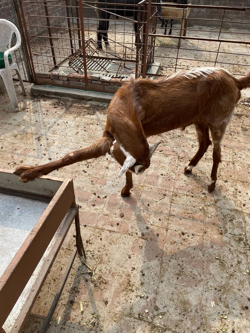 Bakra2027Madal 11