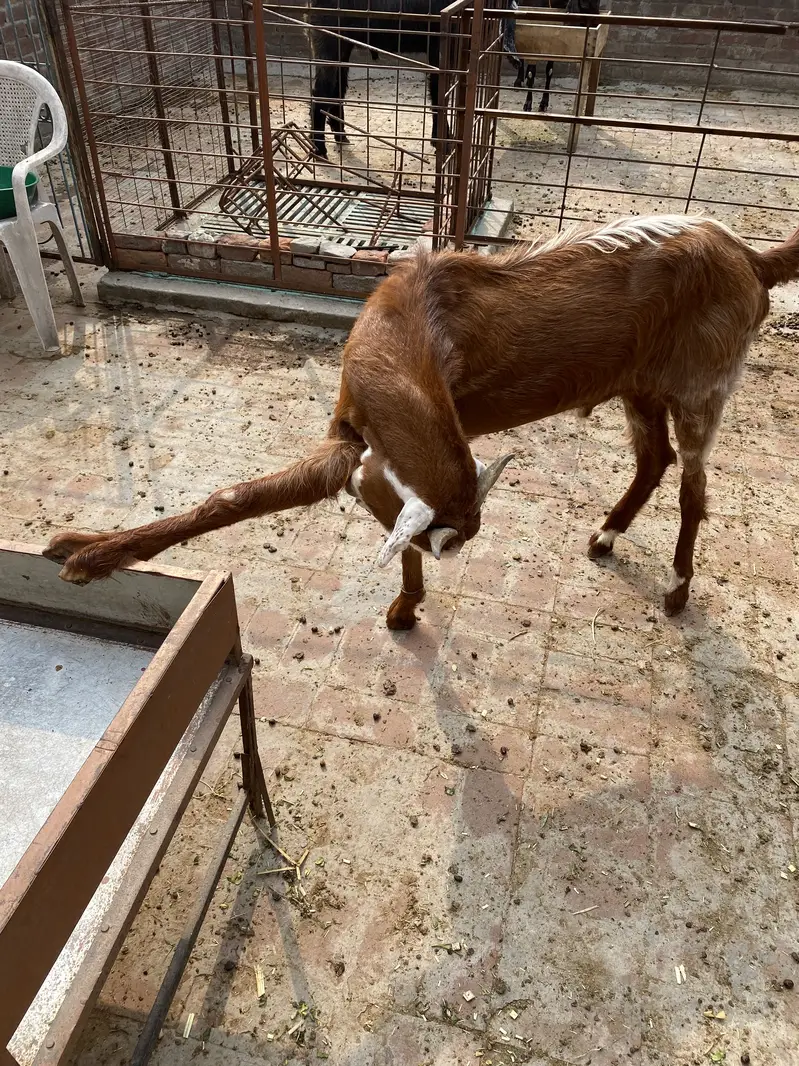 Bakra2027Madal — photo 12