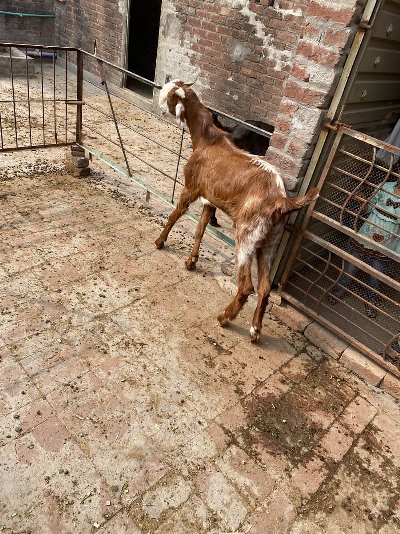 Bakra2027Madal 12
