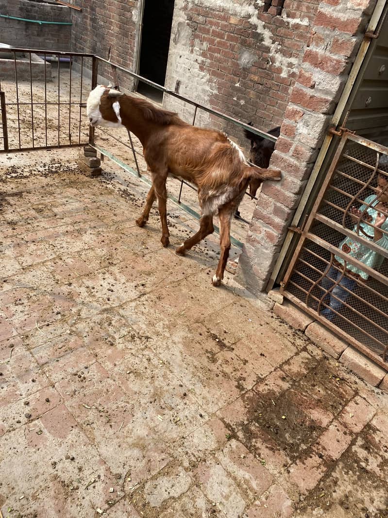 Bakra2027Madal 13
